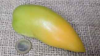 Grüne Flasche Bio-Saatgut