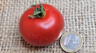 Harzfeuer Bio-Pflanze