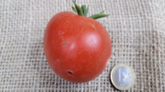 Harzglut Bio-Pflanze