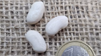 Stangenbohne | Schwertbohne ’Helda’ Bio-Saatgut