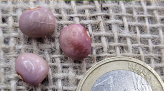 Stangenbohne ’Herrenböhnli’ Bio-Saatgut