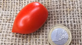 Hiobsträne Bio-Pflanze