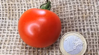 Honigtomate Bio-Pflanze
