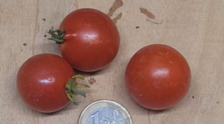 Huberts Beste Bio-Saatgut