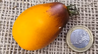 Indigo Pear Bio-Saatgut