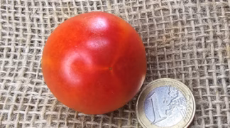 Isis Candy Bio-Pflanze