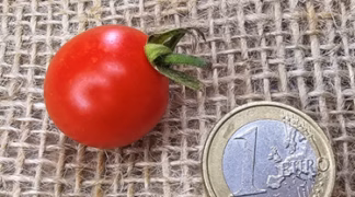 Ivas Red Berry Bio-Pflanze