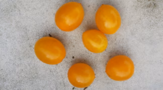 Kleine Gelbe aus Estland Bio-Saatgut