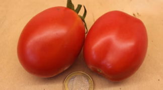 König Humbert Bio-Pflanze