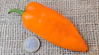 Spitzpaprika 'Lady Lou' Bio-Pflanze