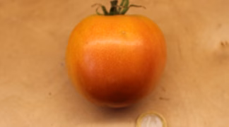 Lagertomate Bio-Saatgut