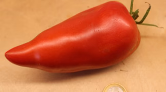 Lange große Kubanische Bio-Saatgut