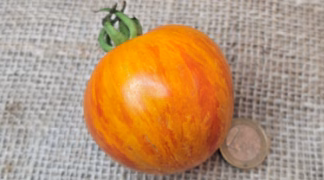 Lava Flow Bio-Saatgut