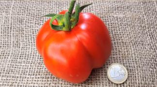 Liberty Bell Bio-Saatgut