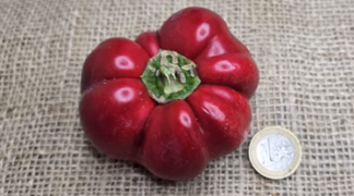 Tomatenpaprika 'Liebesapfel' Bio-Pflanze