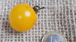 Little Canariensis Bio-Saatgut