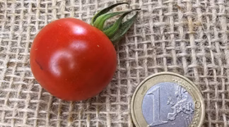 Lycopersicon Humboldtii Bio-Pflanze