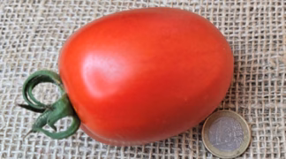 Mamas Paste Bio-Pflanze