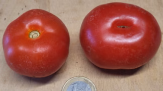 Marglobe Bio-Pflanze