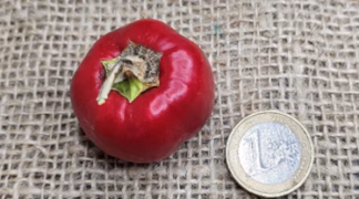 Minipaprika 'Merino' Bio-Pflanze