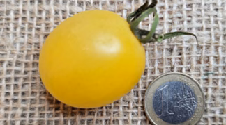 Mirabelle Bio-Saatgut