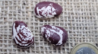 Stangenbohne ’Mondbohne | Limabohne’ Bio-Saatgut