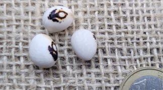 Stangenbohne ’Monstranzbohne’ Bio-Saatgut