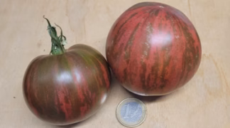 Moonlight Mile panaschiert Bio-Saatgut