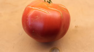 Olena Ukrainien Bio-Pflanze