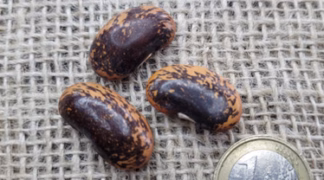 Feuerbohne ’Painted Lady’ Bio-Saatgut