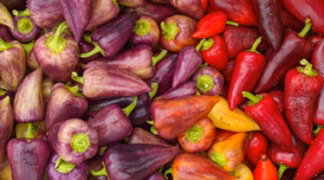 Spitzpaprika 'Palila' Bio-Pflanze