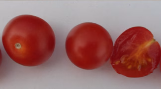 Papa Augustin Bio-Pflanze