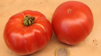 Paprikaförmige Fleischtomate Bio-Pflanze