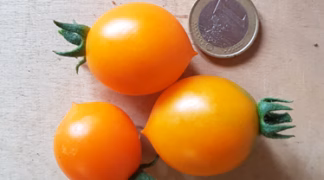 Pendulina Bio-Saatgut