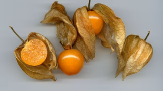 Phyisalis | Andenbeere Schönbrunner Gold Bio-Pflanze