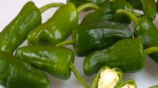 Minipaprika | Bratpaprika 'Pimiento de Padron' Bio-Pflanze