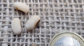 Stangenbohne | Spagettibohne ’Polesita Spagetti’ Bio-Saatgut