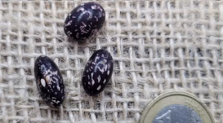 Stangenbohne ’Posthörnchen’ Bio-Saatgut