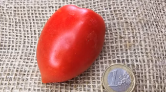 Principe Borghese Bio-Saatgut