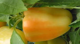 Blockpaprika 'Puztagold' Bio-Pflanze