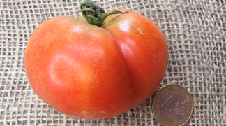 Ramallet de Mallorca Bio-Saatgut