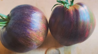 Rebel Starfighter Prime Bio-Saatgut