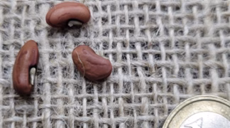 Stangenbohne | Spagettibohne ’Red Noodle’ Bio-Saatgut