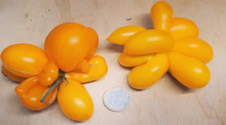 Reisetomate Phil´s One Bio-Saatgut