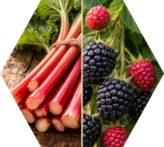 Rhabarber, Himbeere, Brombeere und Wein