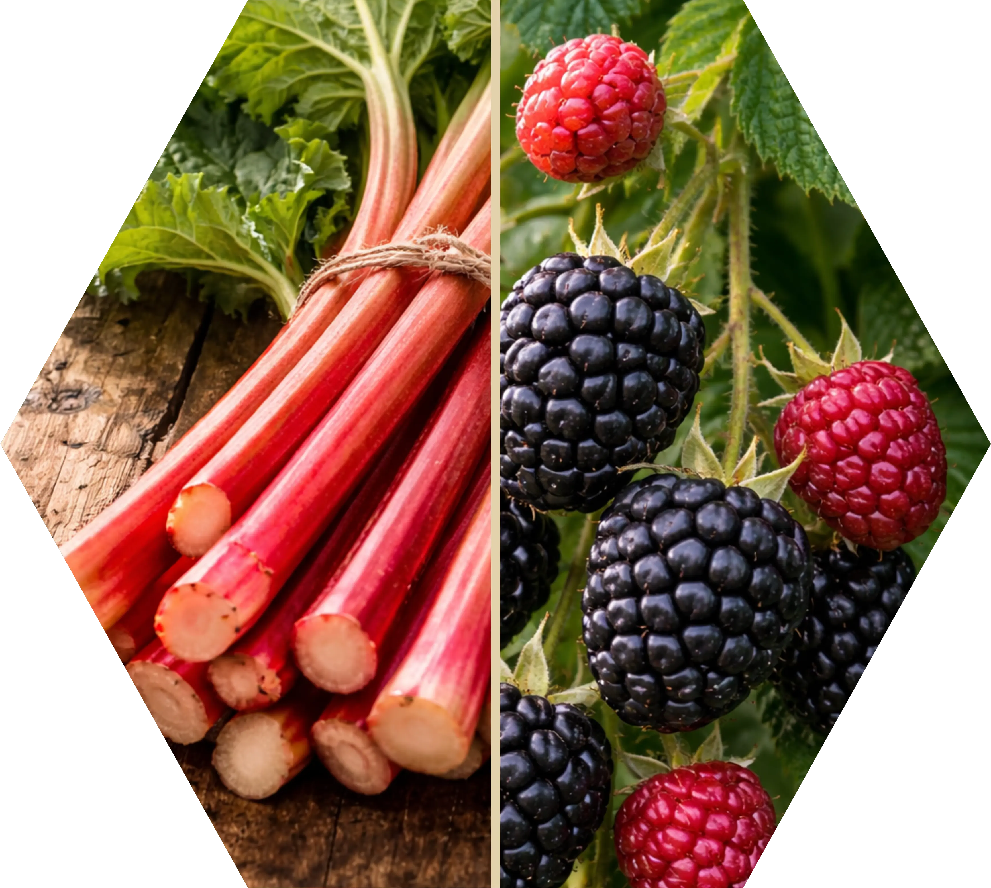 Rhabarber, Himbeere, Brombeere und Wein