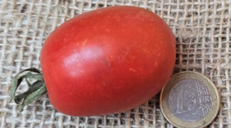 Riesenbaum-Tomate Bio-Pflanze