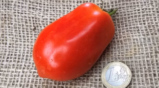 Romatomate Bio-Pflanze