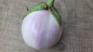 Aubergine 'Rotonda bianca sfumata di rosa' Bio-Pflanze