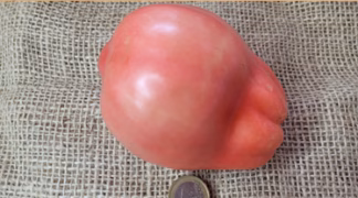 Salanka Sirds Bio-Pflanze